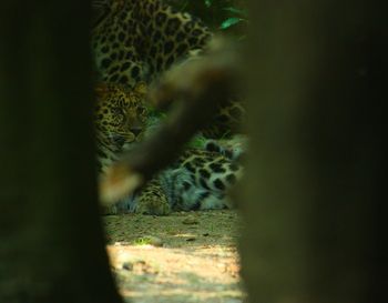 Close-up of cat on grass