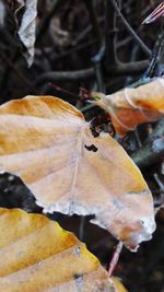 Close-up of butterfly on autumn leaf