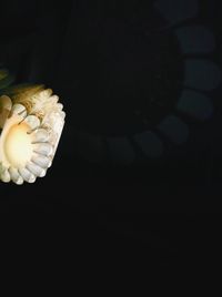 Close-up of flower over black background