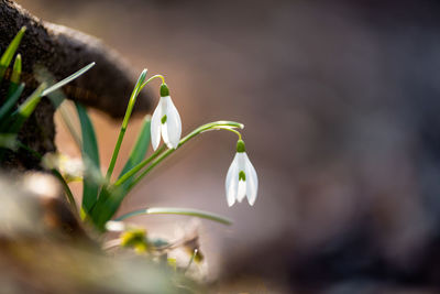 Close-up of white flowering plant