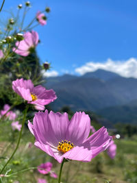 Close-up of insect on pink flower