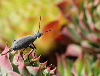 Close-up of beetle on succulent plant