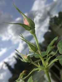 Close-up of plant