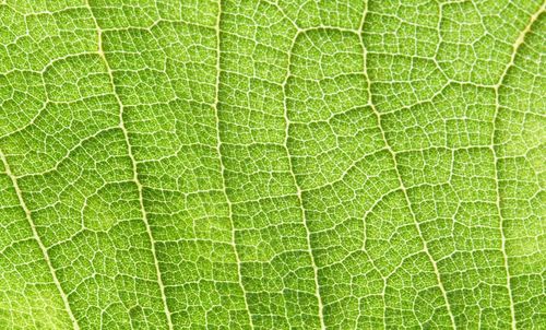 Macro shot of fresh green leaf