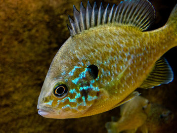 Close-up of fish swimming in sea