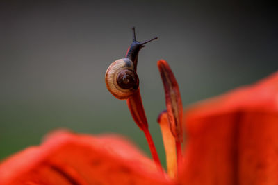 Close-up little snail on red lily stamen