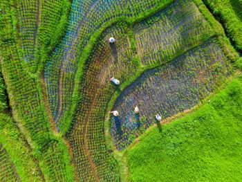Full frame shot of field