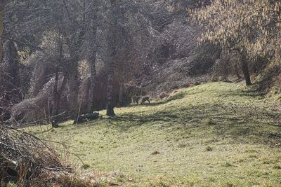 Trees on field in forest