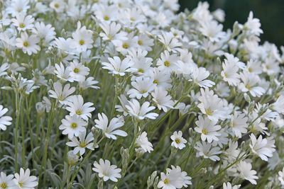 Close-up of white flowering plants on field