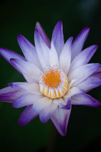 Close-up of purple flower