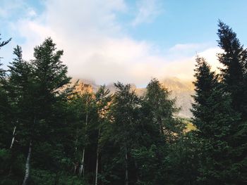 Low angle view of trees in forest against sky