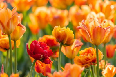 Close-up of orange tulips