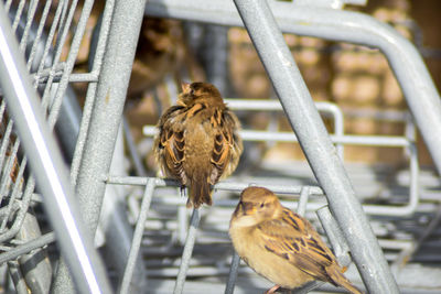 Close-up of bird perching outdoors