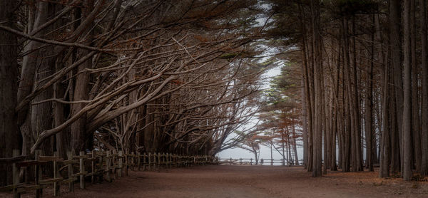 Cypress trees at fitzgerald marine reserve in northern california.