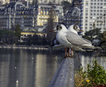 Seagull perching on water