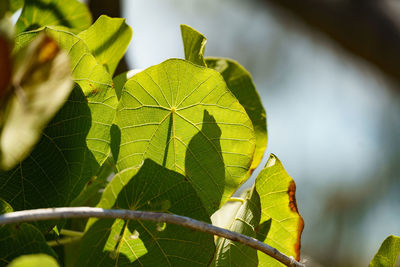 Close-up of leaves on plant against sky
