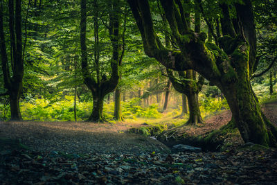 Trees in forest