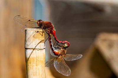 Close-up of dragonfly pairing 
