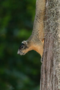 Eastern fox squirrel sciurus niger clings upside down to a pine tree in naples, florida