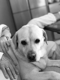 Portrait of dog relaxing on bed at home