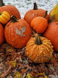 High angle view of pumpkins on field during autumn
