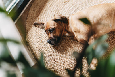 Brown cute dog relaxing at home, pets