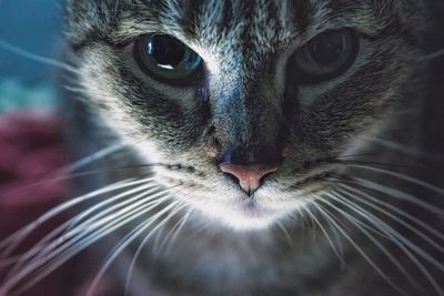 Close-up portrait of a cat