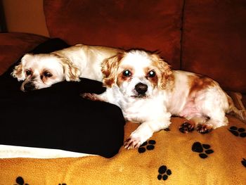 Dogs puppy