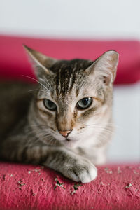 Close-up portrait of cat