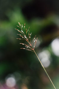 Close-up of plant against blurred background