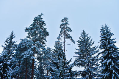 Some trees and the sky