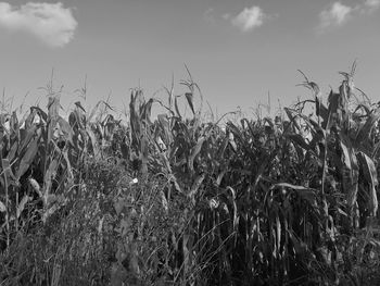 Low angle view of silhouette plants growing on field against sky