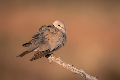 Close-up of bird perching on branch