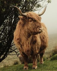 Highland cattle on field