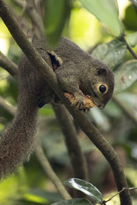 Close-up of a squirrel on tree