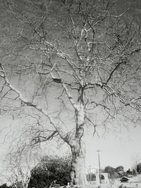 Bare trees against sky