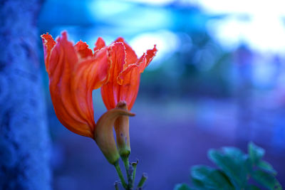 Close up 2 orange flowers shot scene blurred background .