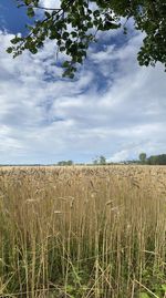 Scenic view of agricultural field against sky