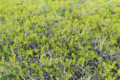 Full frame shot of plants on field