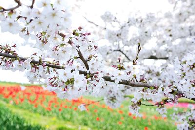 Close-up of cherry blossoms in spring