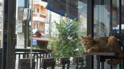 Portrait of cat by window