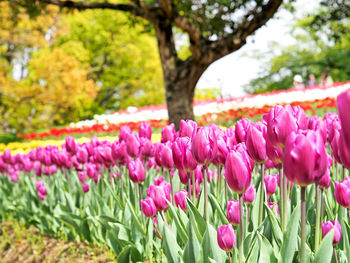 Close-up of pink tulip flowers in park