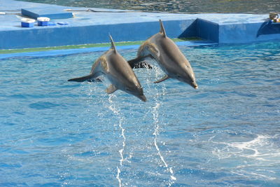 Dolphins leaping in pond