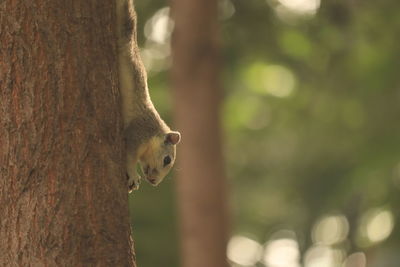 Close-up of squirrel on tree trunk