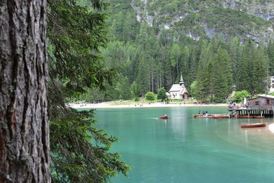 Scenic view of pine trees in forest