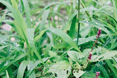 Close-up of wet plants during rainy season