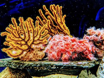 Close-up of coral in sea