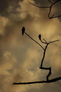 Low angle view of silhouette birds perching on tree