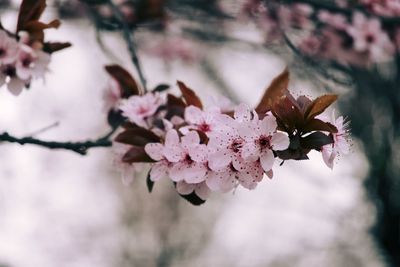Close-up of pink cherry blossoms in spring