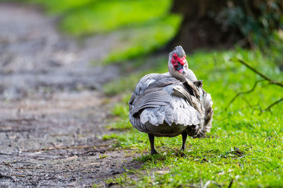 View of a bird on field